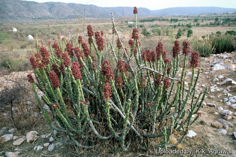 Euphorbia caducifolia