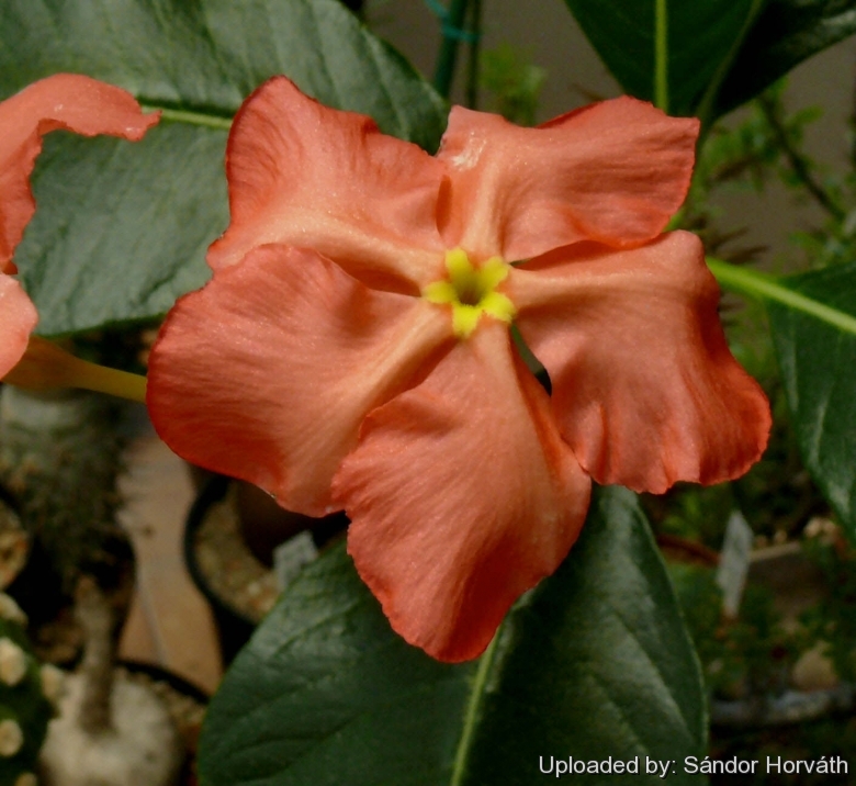 Pachypodium windsorii