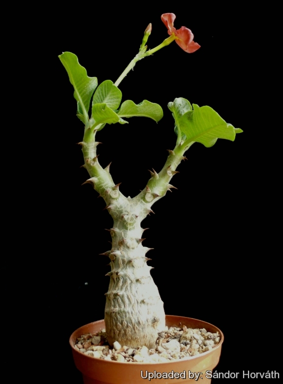 Pachypodium windsorii