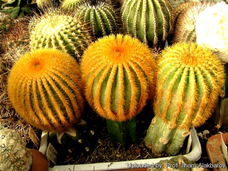 Uebelmannia pectinifera var. eriocactoides