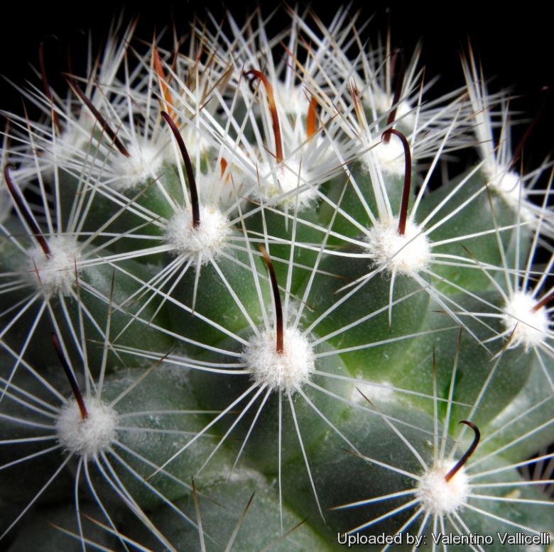 Mammillaria Boolii Cactus - Cactus Kingdom