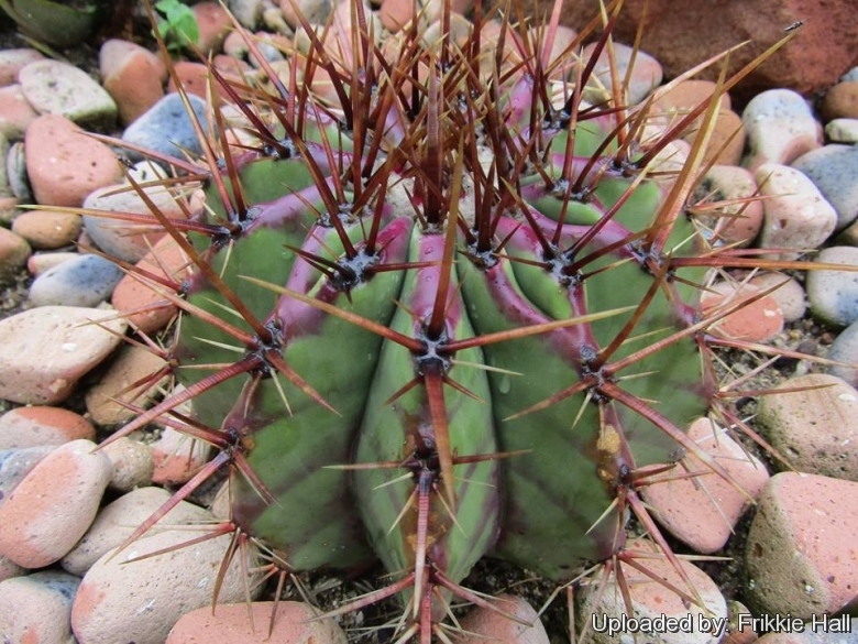 Echinocactus ingens var. grandis