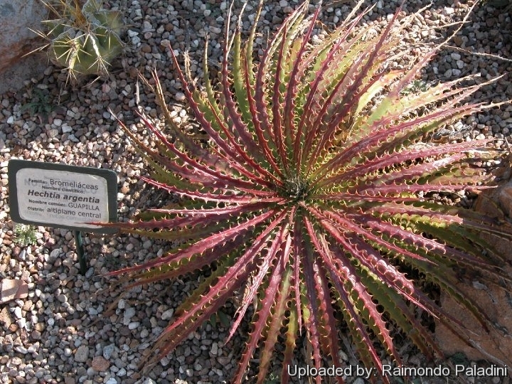 Dyckia argentea