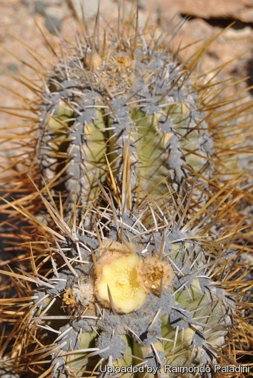 Copiapoa solaris