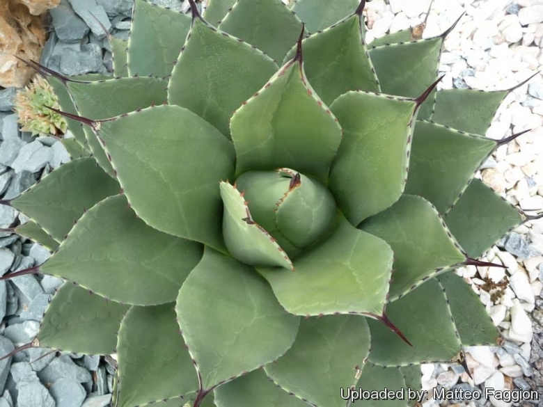 Agave parryi var. huachucensis