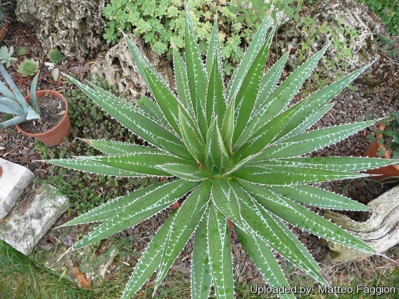 Agave and Hechtia: Agave impressa