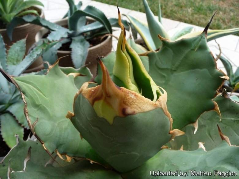 Agave sp. FO-076 Sierra Mixteca