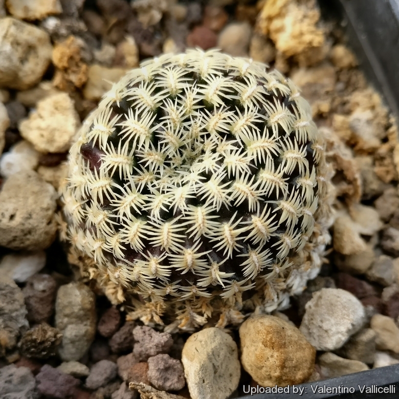 Sulcorebutia albissima f. pectinifera