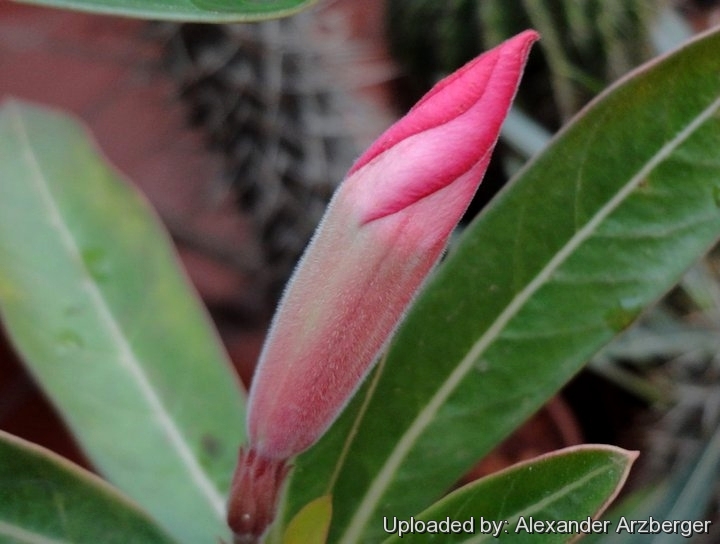 Adenium obesum (Desert Rose) - World of Succulents