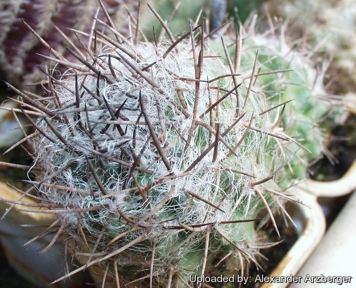 Neoporteria echinus var. floccosa