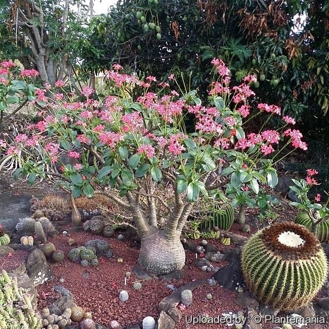 Pachypodium baronii subs. windsorii