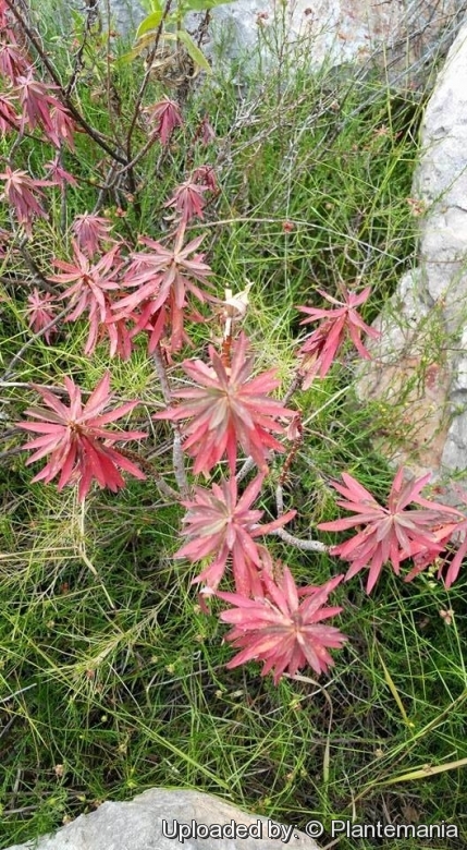 euphorbia dendroides plant