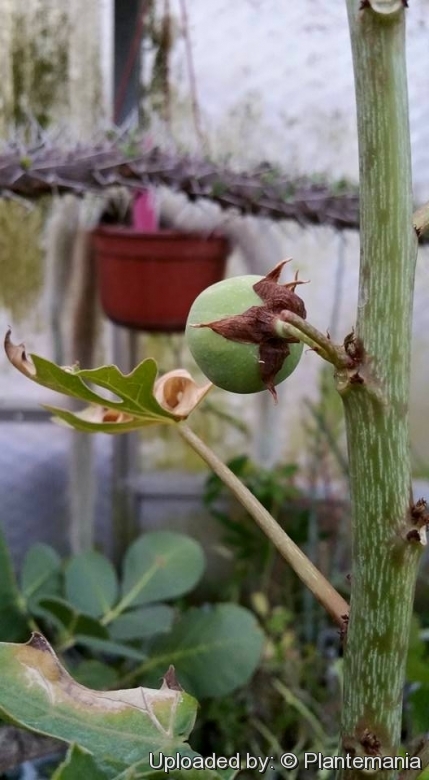 Adenia ellenbeckii