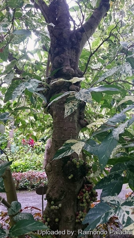 Ficus aspera 'Parcellii' フィカス アスペラ パーセリー 斑入り - 観葉植物