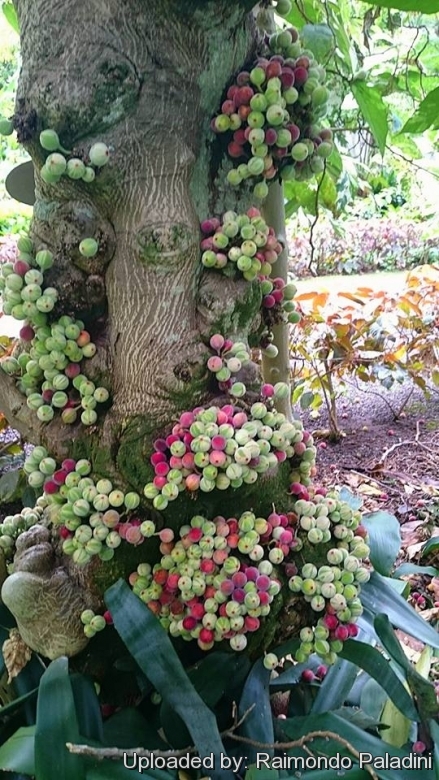 Ficus aspera f. parcellii