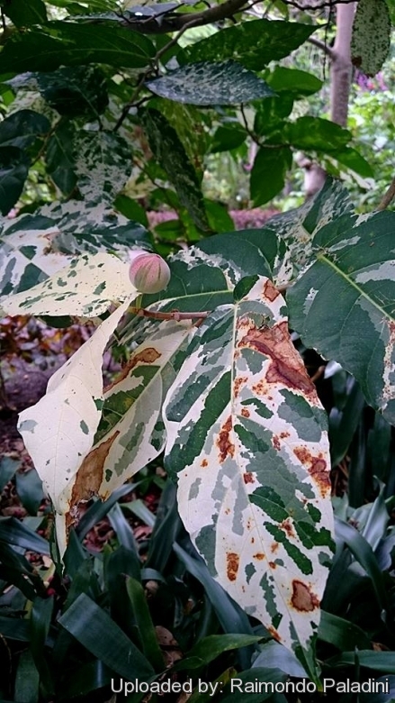 Ficus aspera f. parcellii