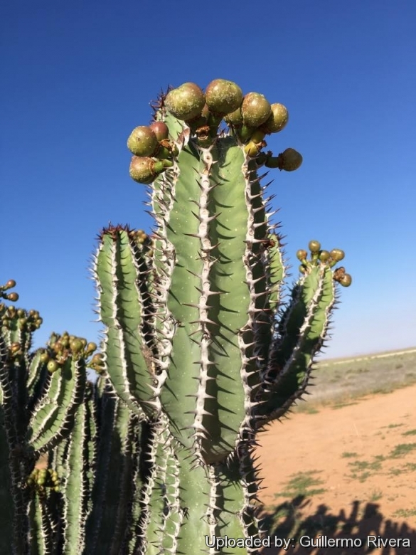 Euphorbia virosa