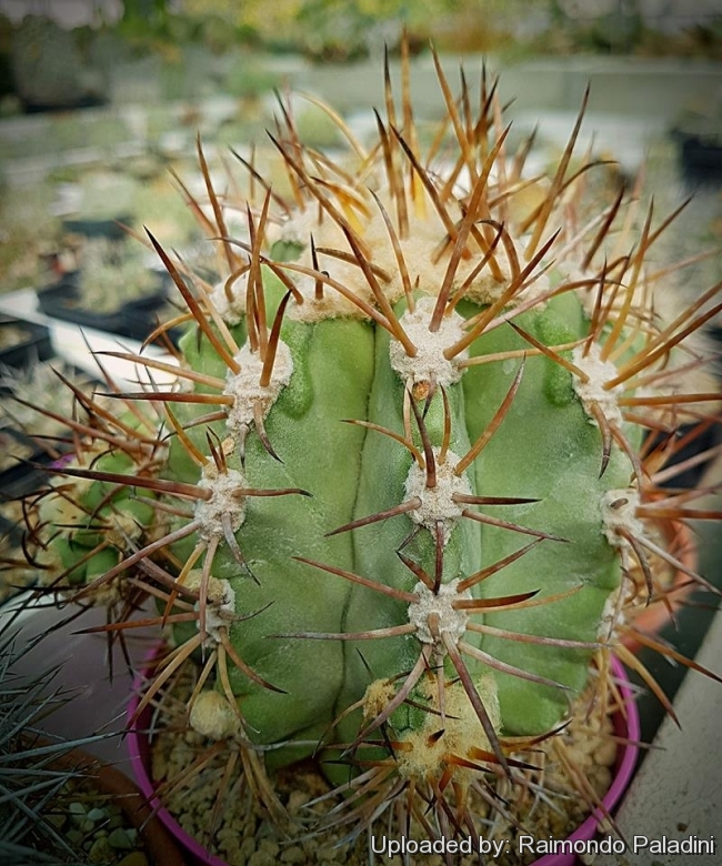 Copiapoa solaris