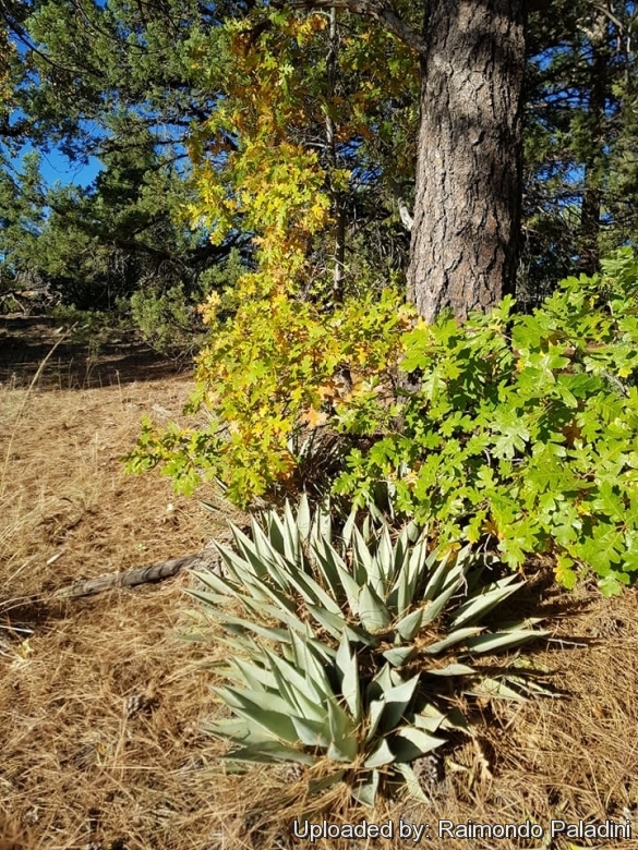 Agave parryi