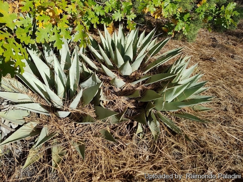 Agave parryi