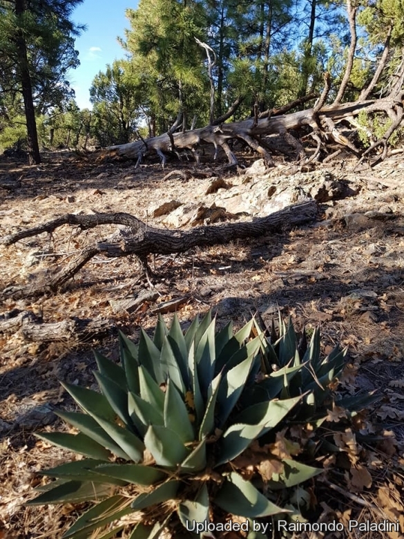 Agave parryi