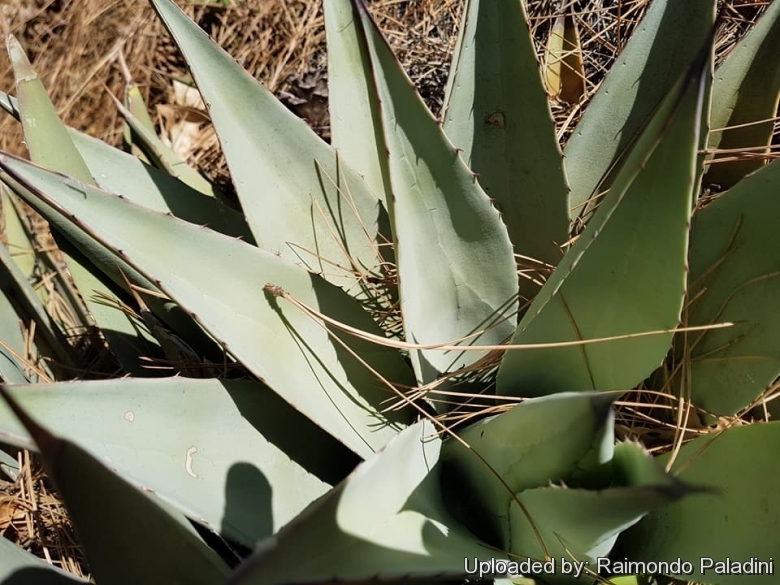 Agave parryi