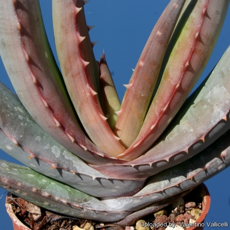 Aloe chabaudii var. chabaudii - Wikispecies