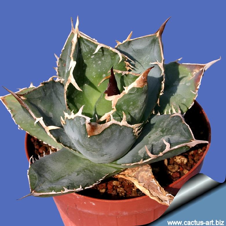 Agave sp. FO-076 Sierra Mixteca