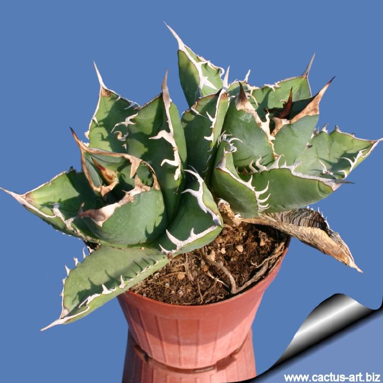 Agave horrida var. oteroi