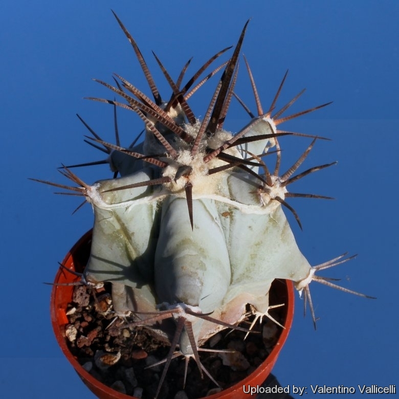 Echinocactus ingens var. grandis