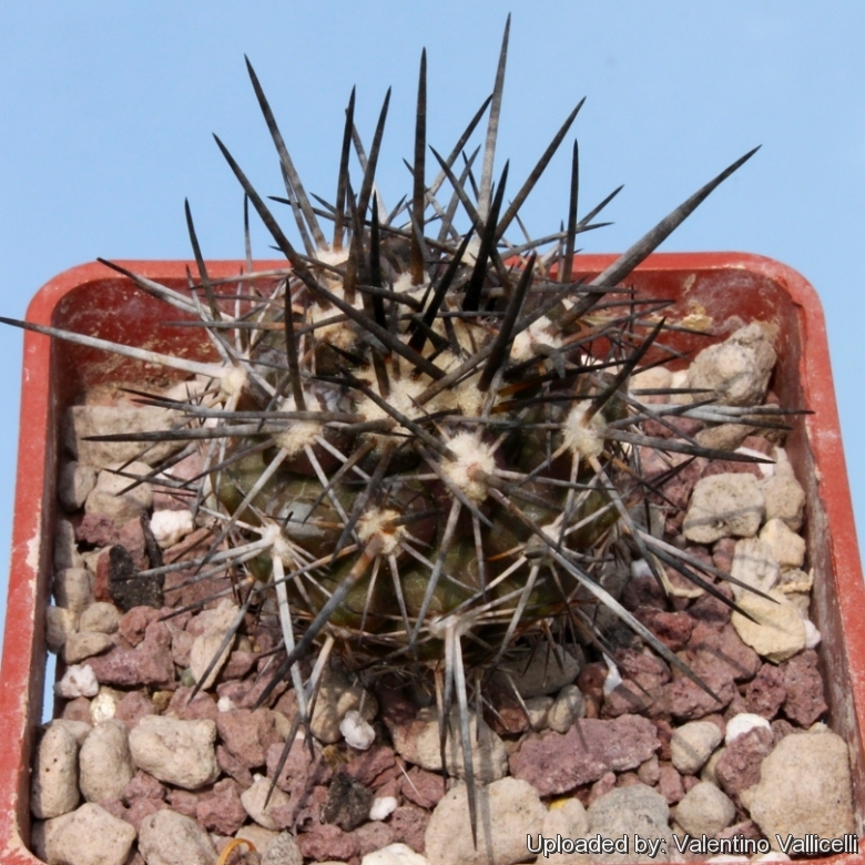 Copiapoa megarhiza var. echinata