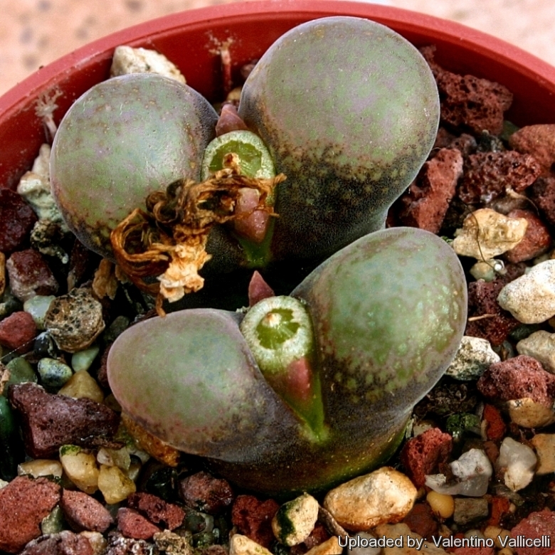 Conophytum friedrichiae