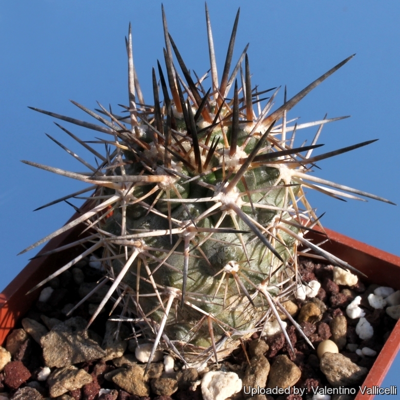 Copiapoa megarhiza var. echinata