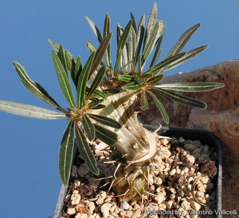 Pachypodium gracilius f. cristatum