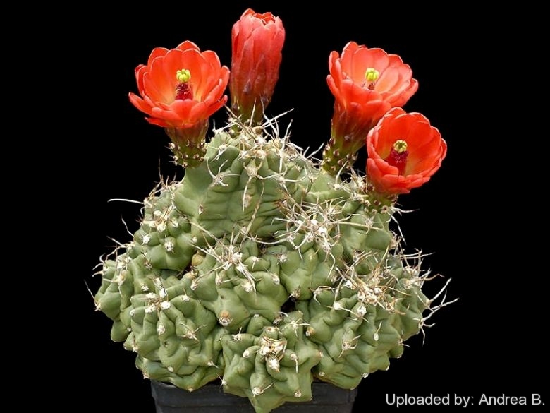 Echinocereus triglochidiatus var. inermis