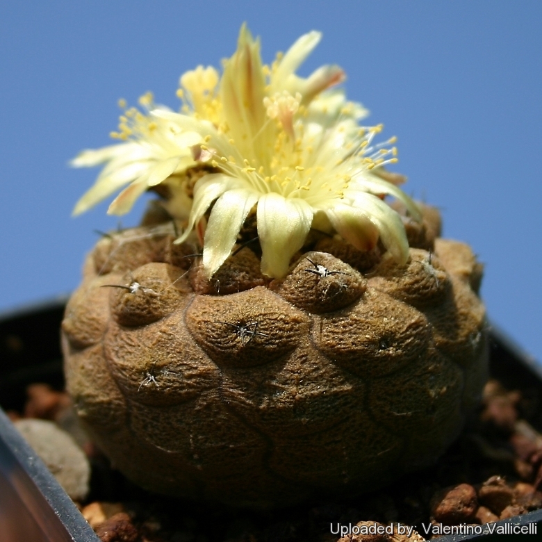 Copiapoa hypogaea cv. Lizard Skin