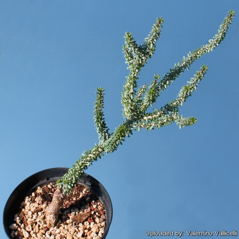 Ceraria namaquensis