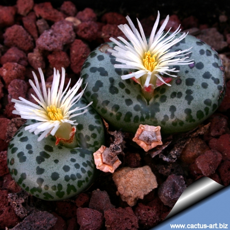 コノフィツム Conophytum obcordellum picturatum CKF-2 ピクツラツム