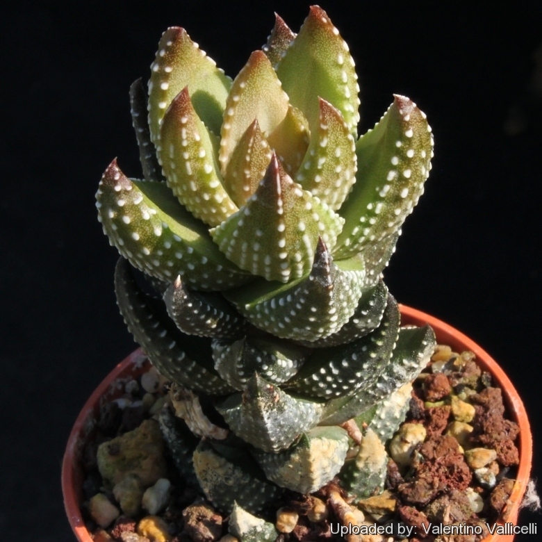 Haworthia reinwardtii