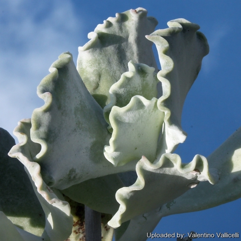 Desert Oasis™ Dusk Cotyledon, Cotyledon 'Ace of Clubs' PPAF