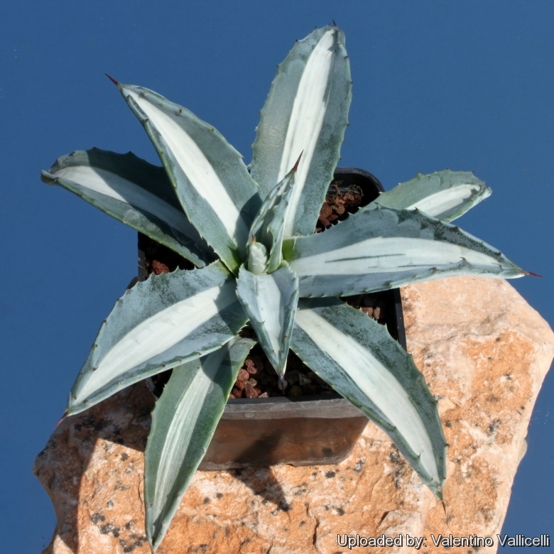 Agave americana v.expansa mediopicta pallida アガベ エクスパンサ パリーダ 美株 大株 2(アガベ)｜売買されたオークション情報、yahooの商品情報をアーカイブ公開  - オークファン アガベ