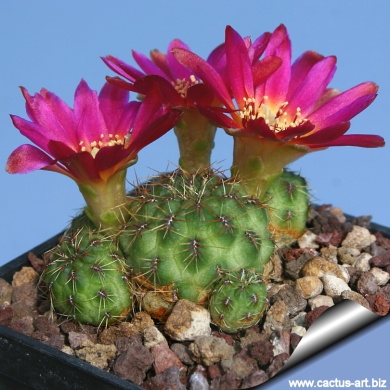 Sulcorebutia tarabucoensis var. callecallensis