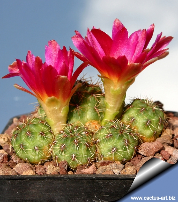 Sulcorebutia tarabucoensis var. callecallensis