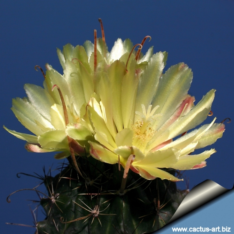 Ferocactus hamatacanthus Cactus Hook (50 semi )