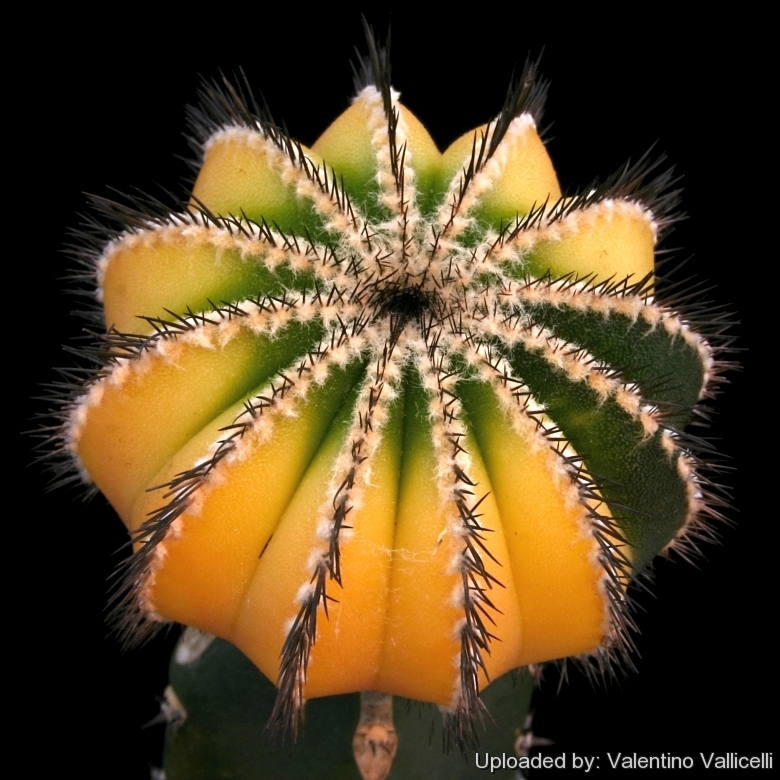 【在庫低価】Uebelmannia pectinifera f.variegata ユーベルマニア ペクチニフェラ錦(キリン団扇接ぎ降ろし 台付き)◆2.5寸鉢(2) サボテン