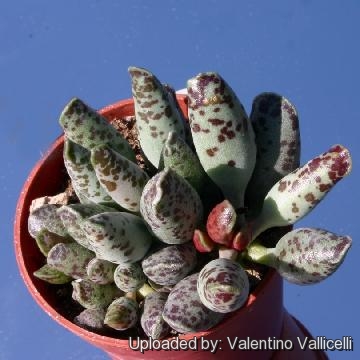 Adromischus Festivus