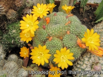 Rebutia senilis