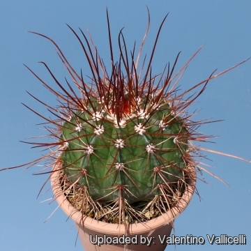 Melocactus Multiceps