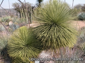 Yucca queretaroensis