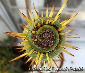 Eulychnia castanea cv. varispiralis spiral  form